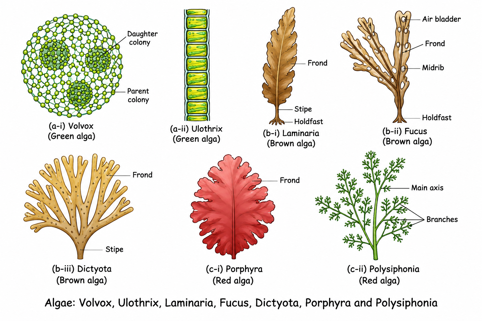 Algae Diversity